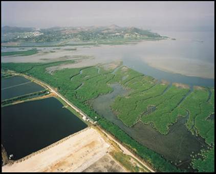 Mudflats with mangroves, Deep Bay 